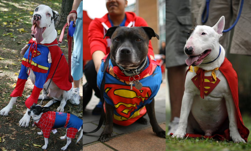 All dogs are super. (Photos: Gabriel Bouys (left), Jordan Mansfield (center), AFP (right) / Getty Images)